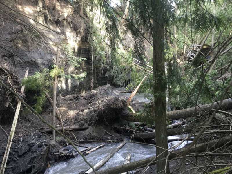 May 2017 - Trees had fallen into the stream bed.