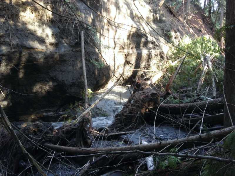 In 2018 - In 2018 the channel shifted. The roots forced the water flow into the bank on the residential side.